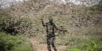 Invasione delle locuste: la Somalia decreta lo stato di emergenza