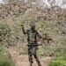 Invasione delle locuste: la Somalia decreta lo stato di emergenza