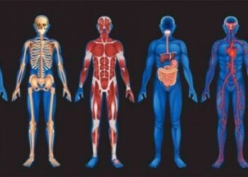 Oltre la psicosomatica: l’essere umano non è un organismo ma ha un organismo