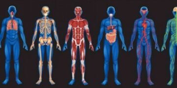 Oltre la psicosomatica: l’essere umano non è un organismo ma ha un organismo