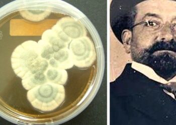 L’acqua ossigenata contro il Covid e Vincenzo Tiberio che anticipò Fleming