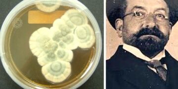 L’acqua ossigenata contro il Covid e Vincenzo Tiberio che anticipò Fleming