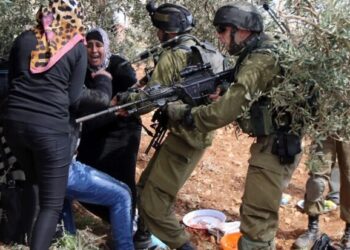 Le autorità israeliane sradicano migliaia di ulivi palestinesi