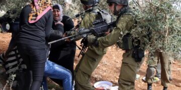 Le autorità israeliane sradicano migliaia di ulivi palestinesi