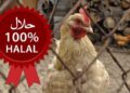 La macellazione halal del pollo nel mirino del governo francese, sarà vietata?