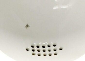 La pandemia e la finta mosca nel cesso