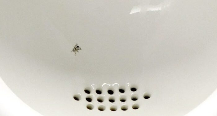 La pandemia e la finta mosca nel cesso